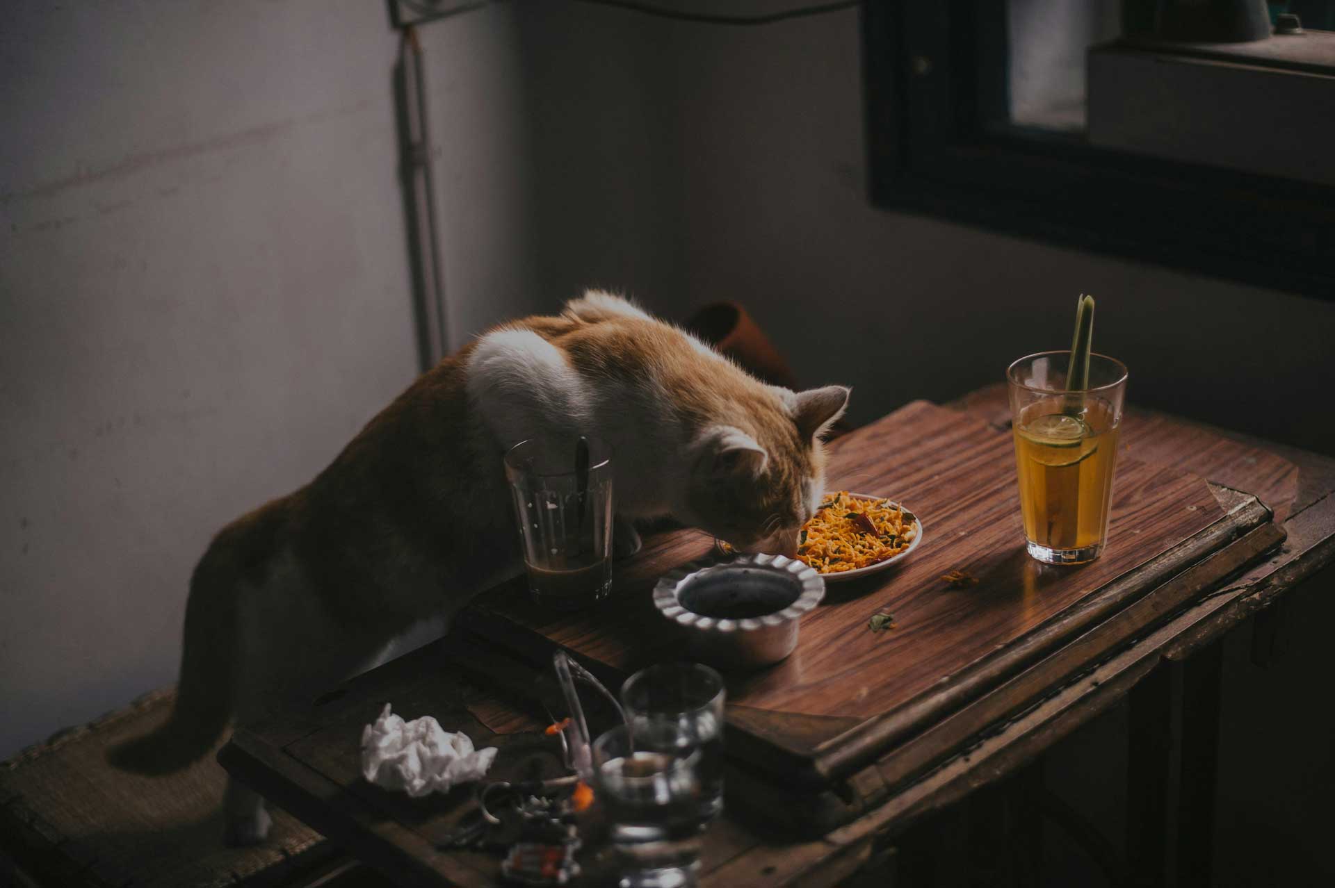 SERVICIOS VETERINARIOS TERRASSA