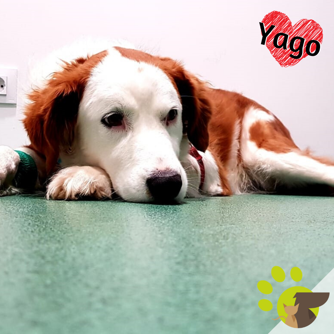 Atención veterinaria personalizada