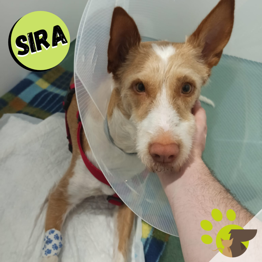 Vacunación para mascotas en Terrassa