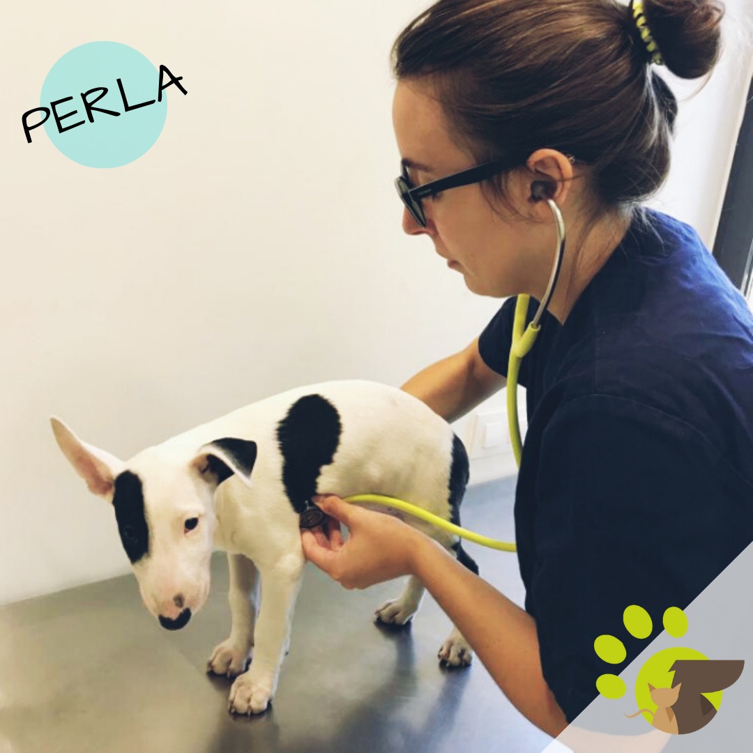 Acupuntura para mascotas en Terrassa