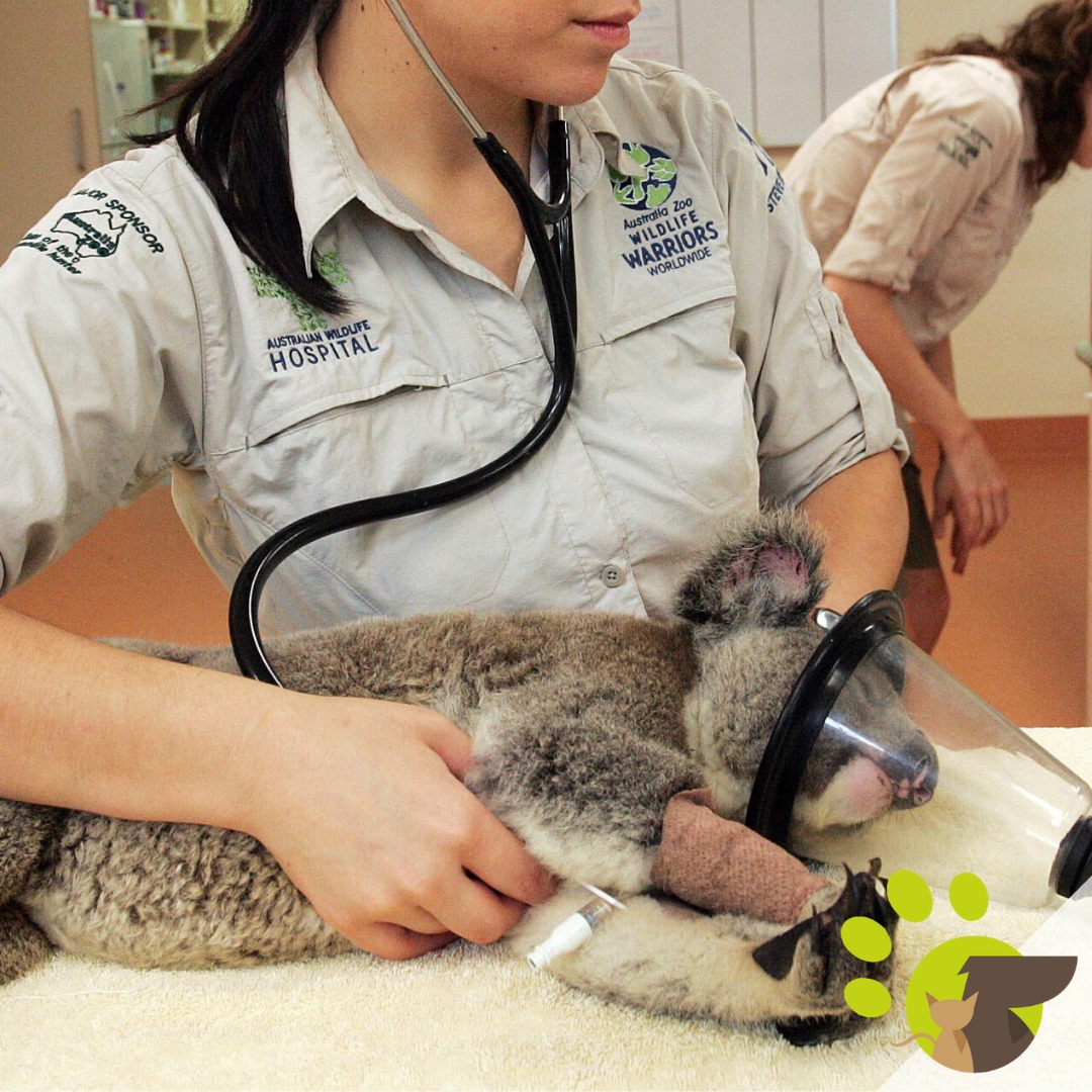 Urgencias veterinarias 24/7