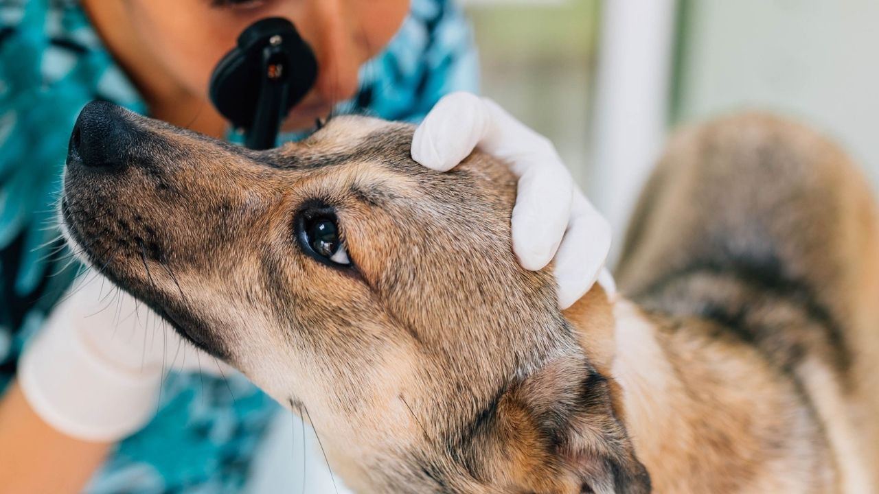 VACUNAS PARA MASCOTAS TERRASSA