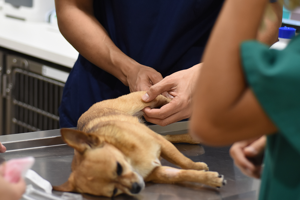 VETERINARIO DE MASCOTAS TERRASSA,SALUD ANIMAL TERRASSA